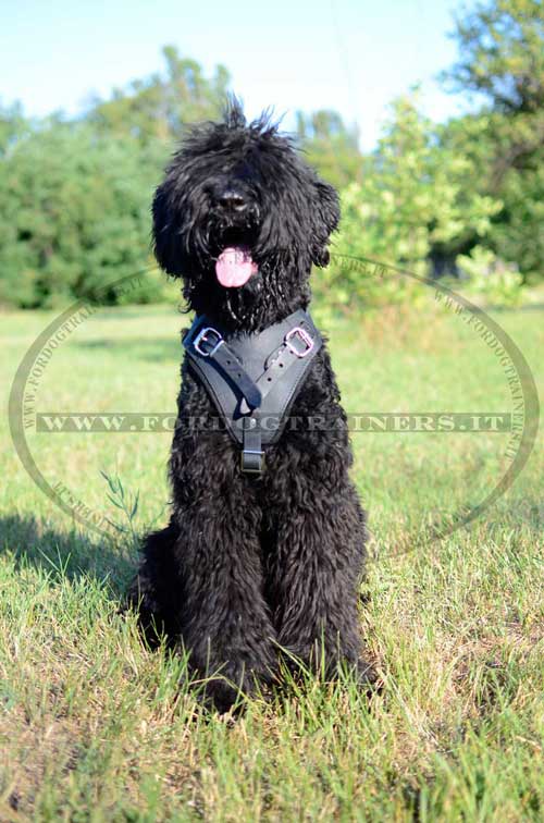 Pettorina universale in pelle naturale per Terrier nero russo